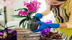 So pflegen Sie Ihre Orchidee im April – ein Florist nennt 5 unverzichtbare Schritte